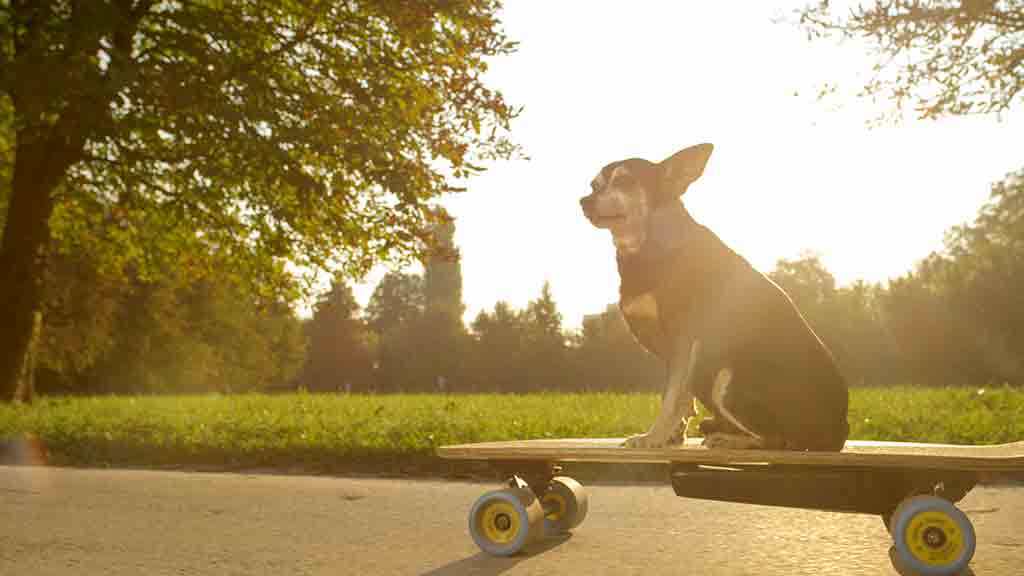 Cute puppy enjoing electric skateboard ride